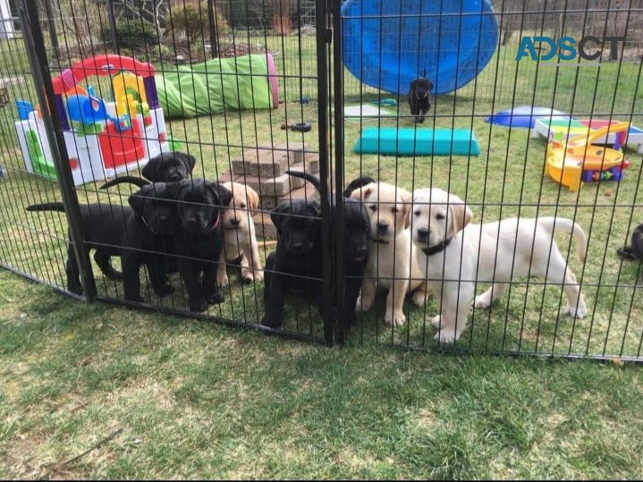 Pedigree Labrador Puppies