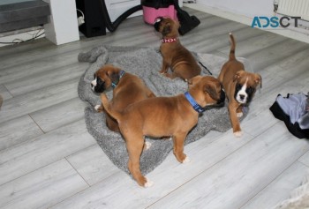 Beautiful Boxer Puppies