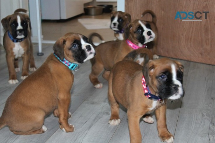 Beautiful Boxer Puppies