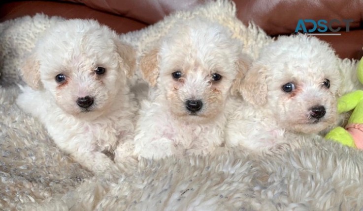 Bichon frise male puppies