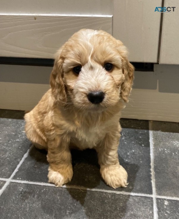 Priceless Cavapoo male and female  Puppi