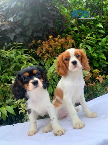 Cavalier King Charles Spaniel 