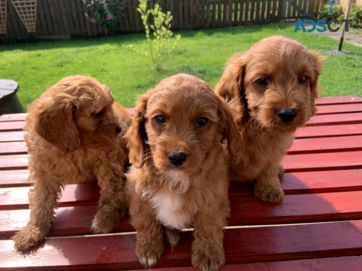 Cockapoos puppies 