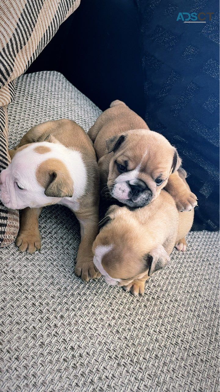 English Bulldog  puppies 