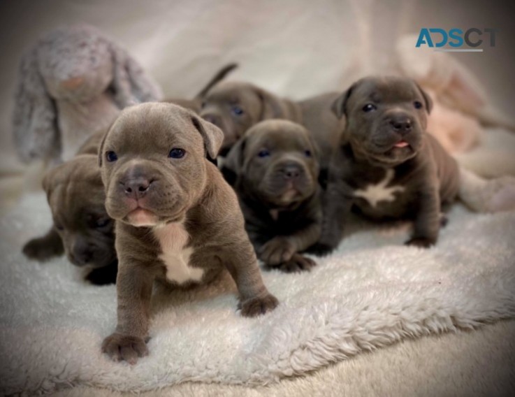 Blue Staffordshire Bull Terrier