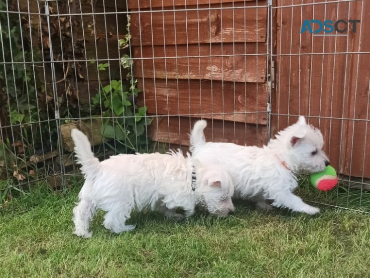 West Highland Terrier .