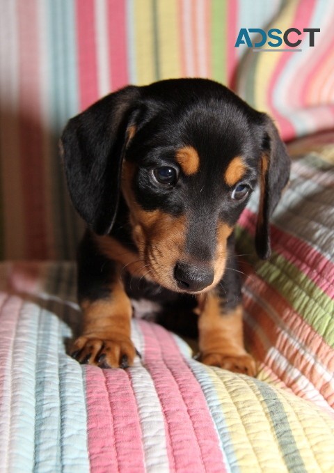 Miniature Dachshund puppies for sale