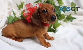 Miniature Dachshund puppies for sale