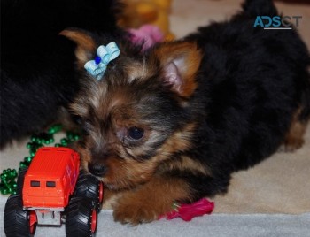 Yorkie puppies ready for new home