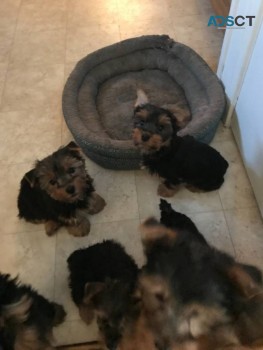 Yorkie puppies ready for new home