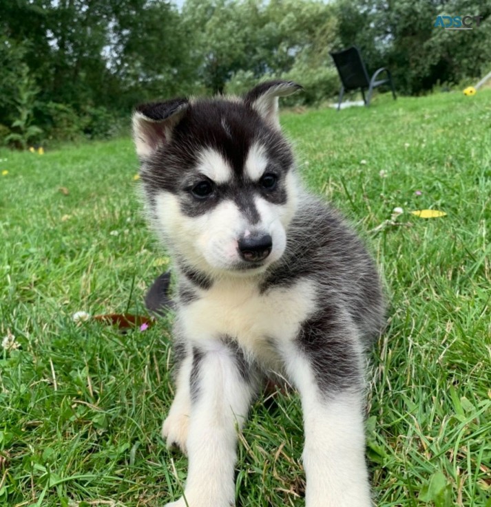 Playful Siberian Husky Puppies