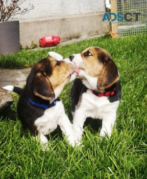 Beagle Puppies For Sale