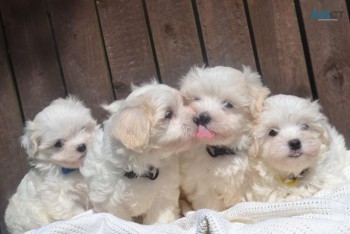 Teacup Maltese Puppies