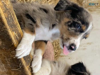 Austrailian shepherd Puppies