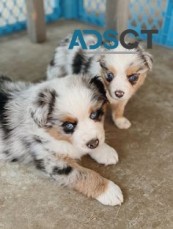 Austrailian shepherd Puppies