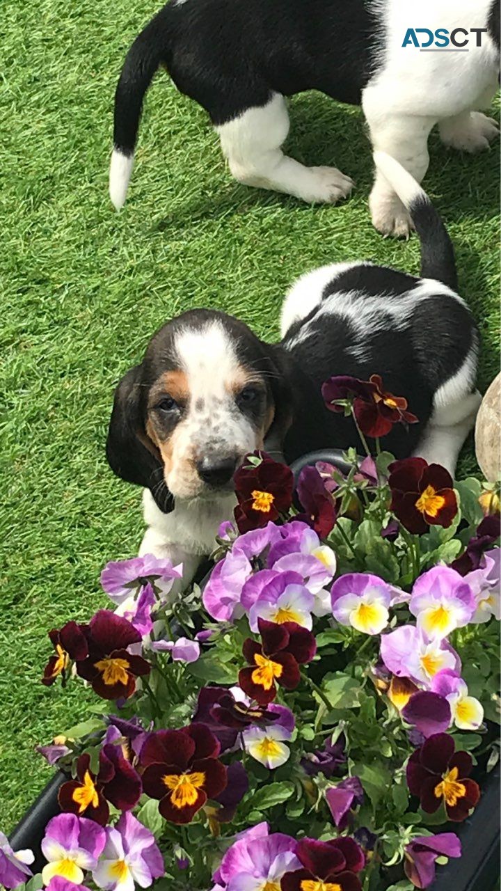 Basset Hound Puppies for Rehoming