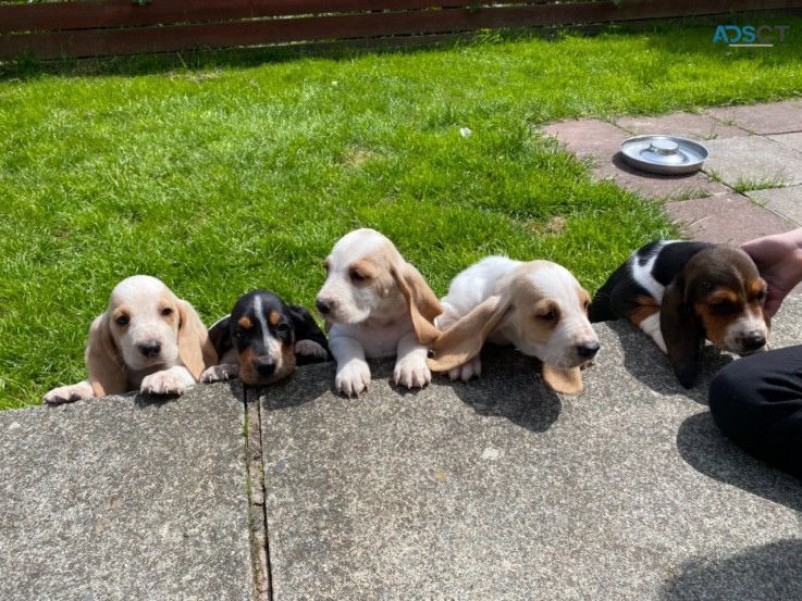 Basset Hound Puppies for Rehoming