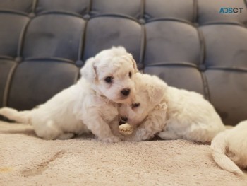 Excellent Bichon Frise Puppies