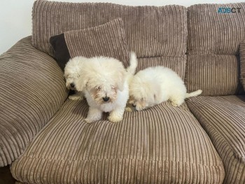 Excellent Bichon Frise Puppies