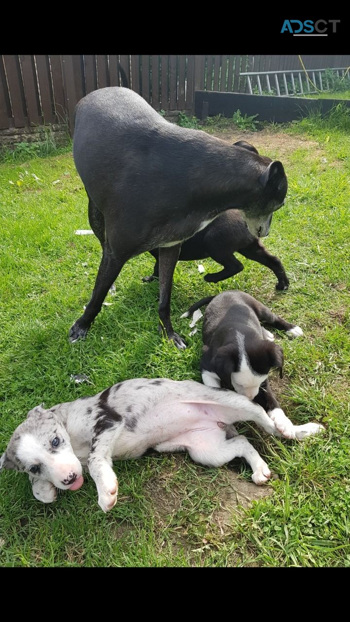 Cute Border Collie Puppies