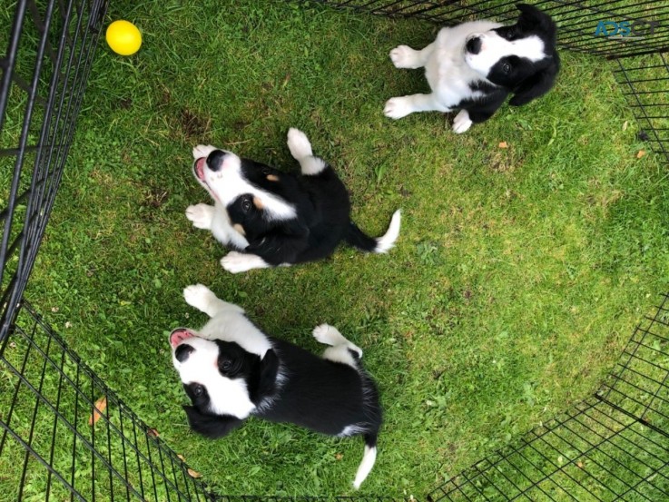 Cute Border Collie Puppies