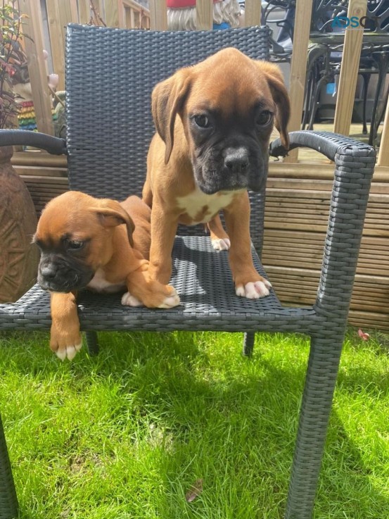 Cute Boxer Puppies Available