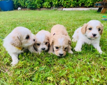 Beautifull Cavachon Puppies