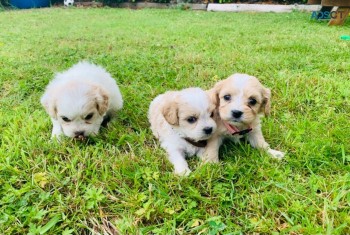 Beautifull Cavachon Puppies