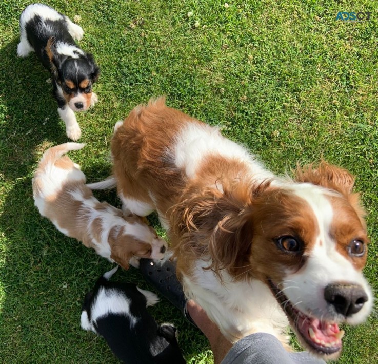 Cavalier King Charles Spaniel Puppies