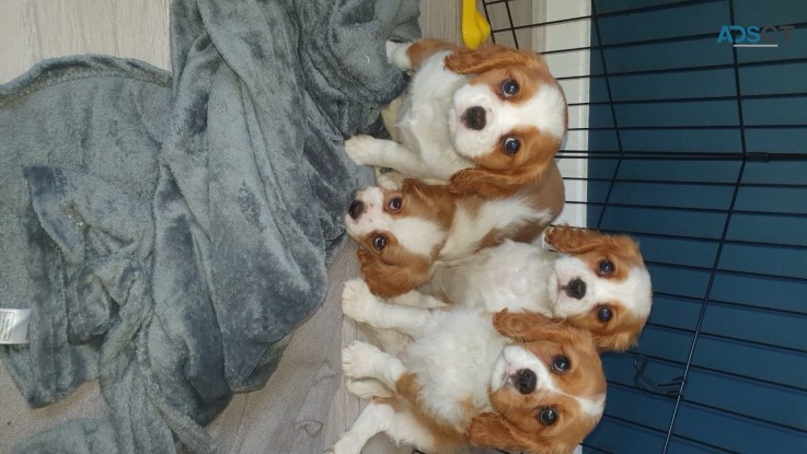 Cavalier King Charles Spaniel Puppies