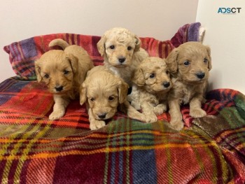 Adorable Cavapoo puppies we have availab