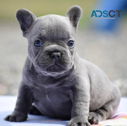 French Bulldog puppies for sale