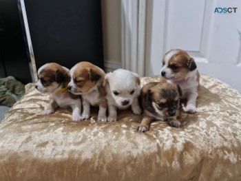 Chihuahua Puppies Available