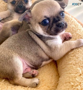 Chihuahua Puppies Available