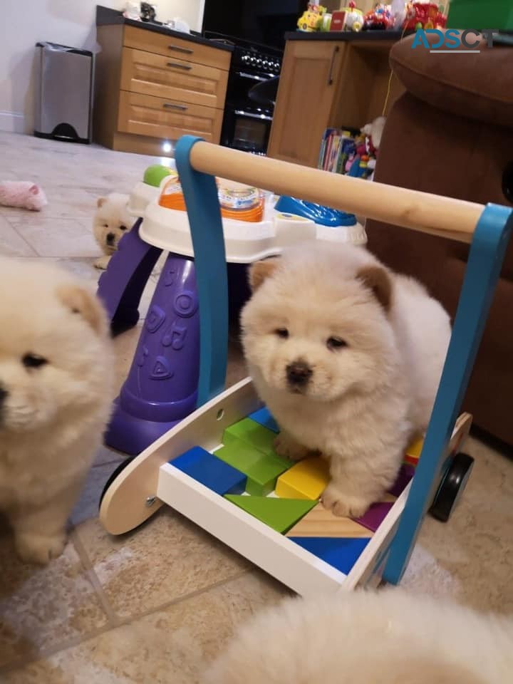 CHOW CHOW PUPPIES 