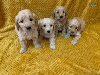 Adorable Goldendoodle  Puppies