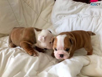 Akc registered English Bulldog puppies