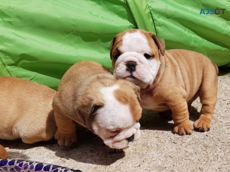 Akc registered English Bulldog puppies