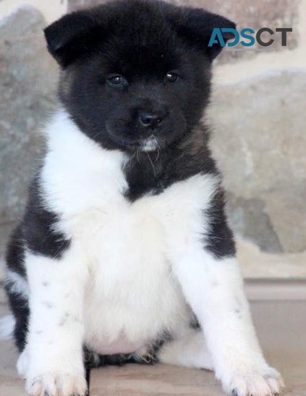 Akita puppies for sale