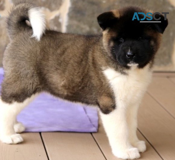 Akita puppies for sale