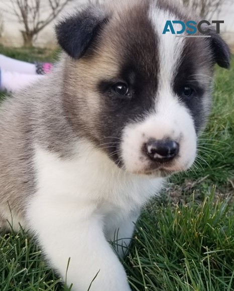 Akita puppies for sale