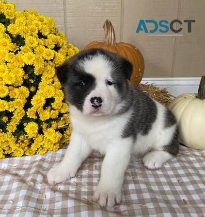 Akita puppies for sale