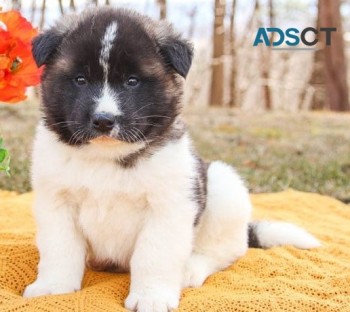 Akita puppies for sale