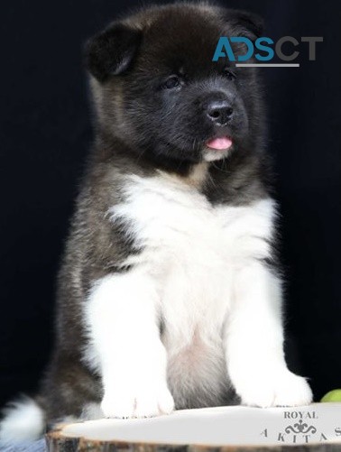 Akita puppies for sale