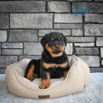 Rottweiler puppies for sale