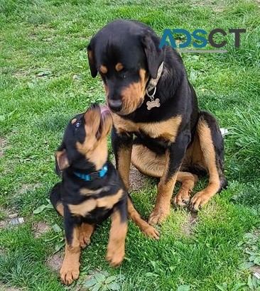 Rottweiler puppies for sale