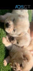 Chow Chow Puppies