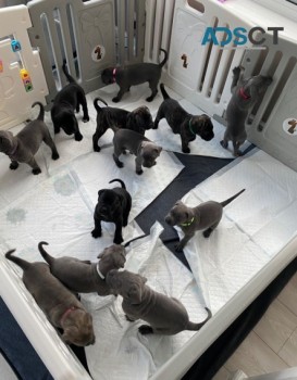 Cane Corso Puppies