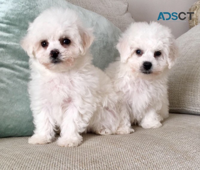 Adorable Bichon Frice Puppies 