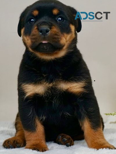 Rottweiler puppies for sale